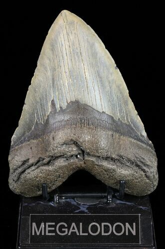 Huge, Megalodon Tooth - North Carolina #58486
